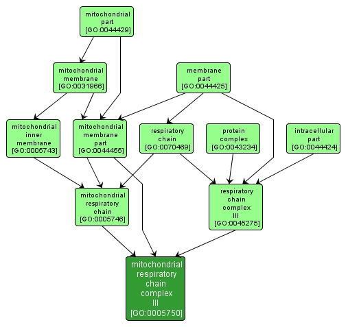 GO:0005750 - mitochondrial respiratory chain complex III (interactive image map)