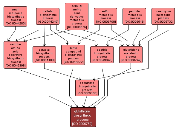 GO:0006750 - glutathione biosynthetic process (interactive image map)