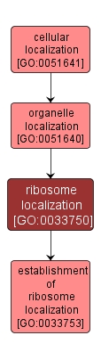 GO:0033750 - ribosome localization (interactive image map)