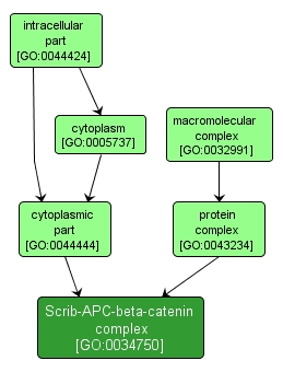 GO:0034750 - Scrib-APC-beta-catenin complex (interactive image map)