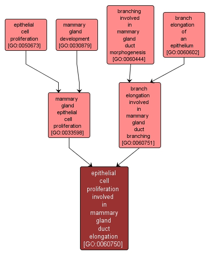 GO:0060750 - epithelial cell proliferation involved in mammary gland duct elongation (interactive image map)