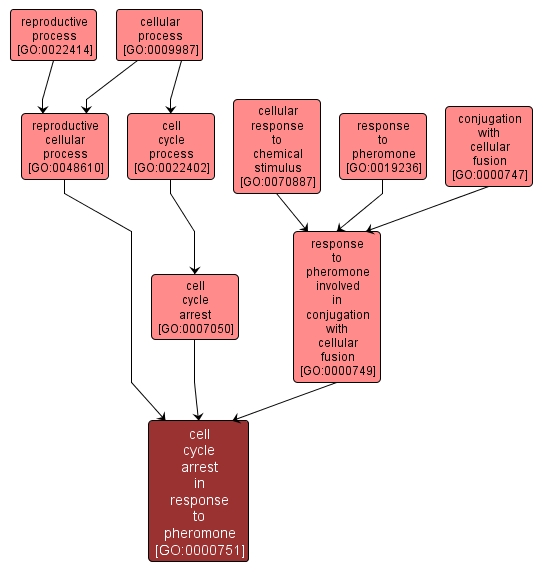 GO:0000751 - cell cycle arrest in response to pheromone (interactive image map)