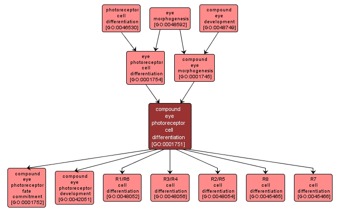 GO:0001751 - compound eye photoreceptor cell differentiation (interactive image map)