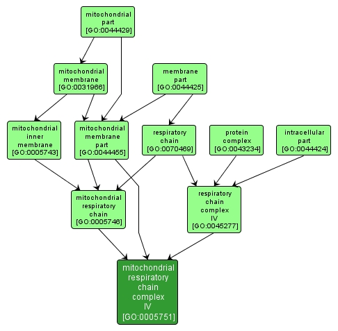 GO:0005751 - mitochondrial respiratory chain complex IV (interactive image map)