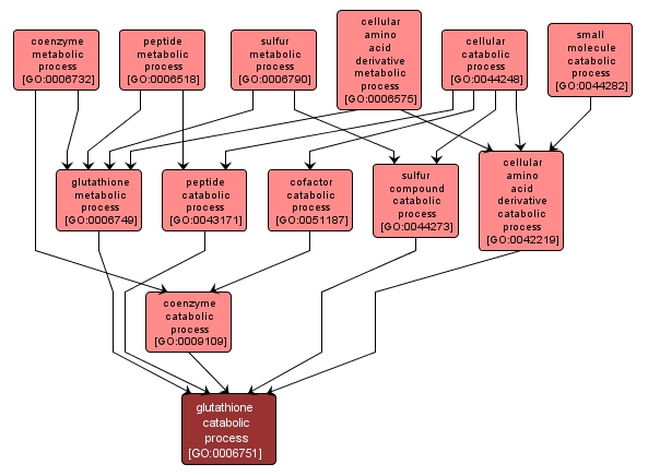 GO:0006751 - glutathione catabolic process (interactive image map)