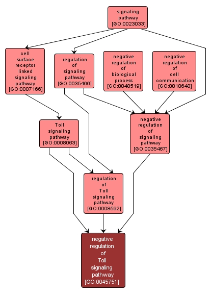 GO:0045751 - negative regulation of Toll signaling pathway (interactive image map)