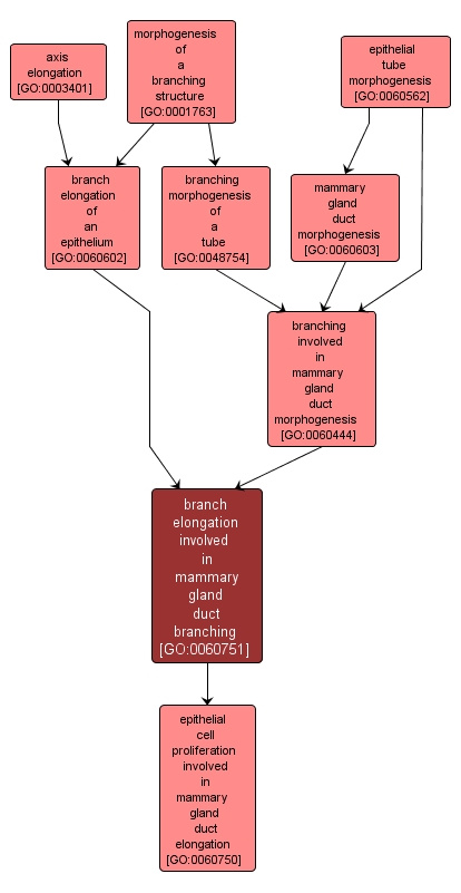 GO:0060751 - branch elongation involved in mammary gland duct branching (interactive image map)