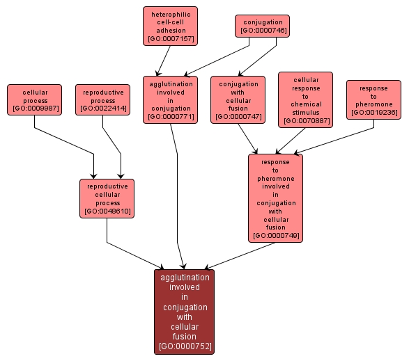 GO:0000752 - agglutination involved in conjugation with cellular fusion (interactive image map)