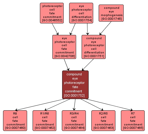 GO:0001752 - compound eye photoreceptor fate commitment (interactive image map)