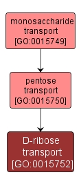 GO:0015752 - D-ribose transport (interactive image map)