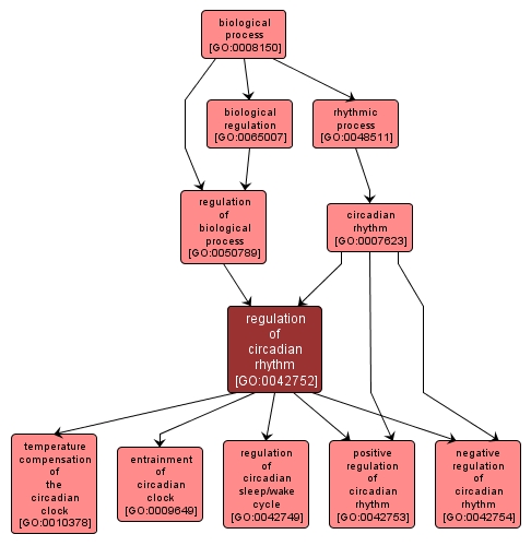 GO:0042752 - regulation of circadian rhythm (interactive image map)