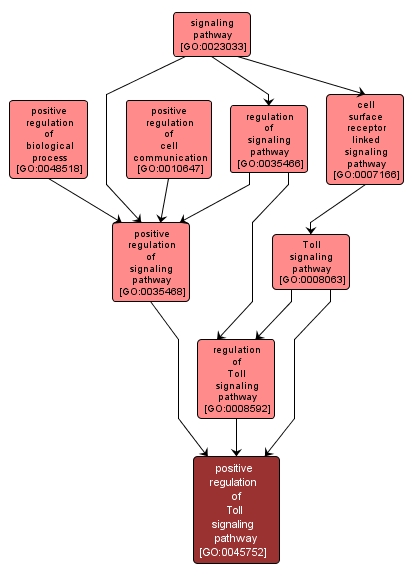 GO:0045752 - positive regulation of Toll signaling pathway (interactive image map)