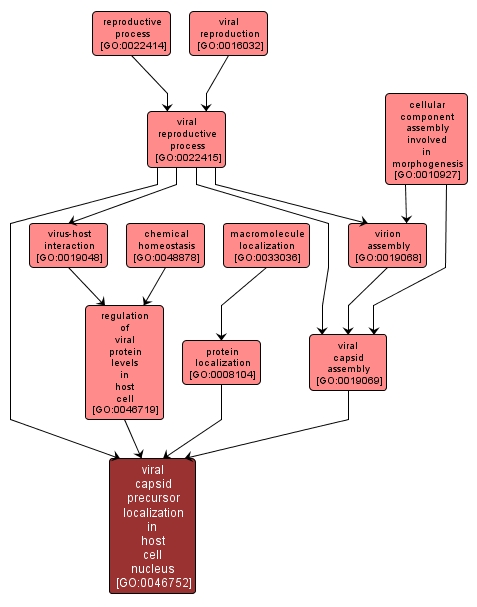 GO:0046752 - viral capsid precursor localization in host cell nucleus (interactive image map)