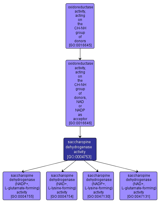 GO:0004753 - saccharopine dehydrogenase activity (interactive image map)