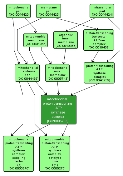 GO:0005753 - mitochondrial proton-transporting ATP synthase complex (interactive image map)