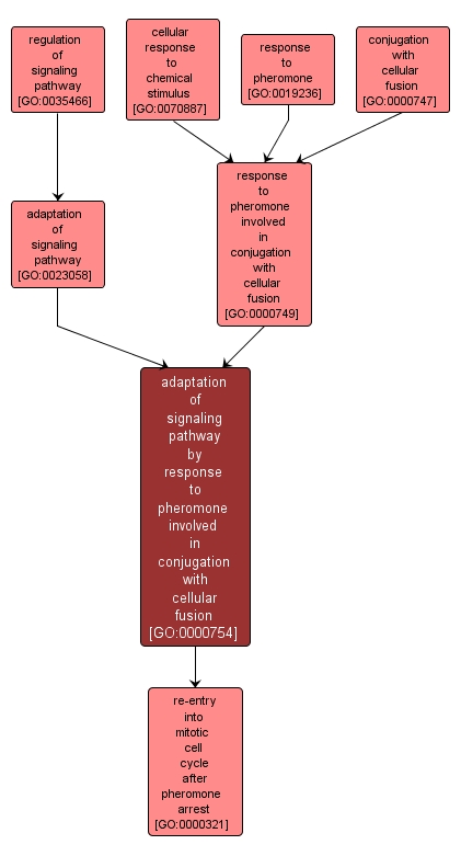 GO:0000754 - adaptation of signaling pathway by response to pheromone involved in conjugation with cellular fusion (interactive image map)