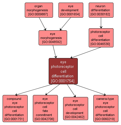 GO:0001754 - eye photoreceptor cell differentiation (interactive image map)