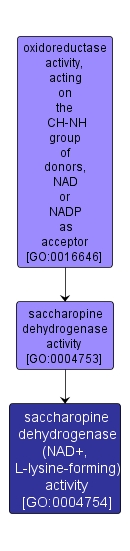 GO:0004754 - saccharopine dehydrogenase (NAD+, L-lysine-forming) activity (interactive image map)