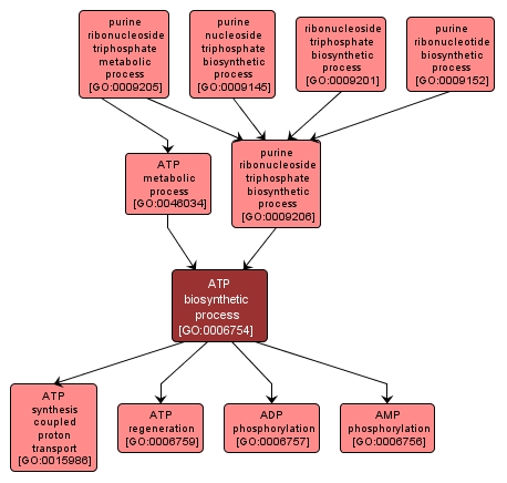 GO:0006754 - ATP biosynthetic process (interactive image map)