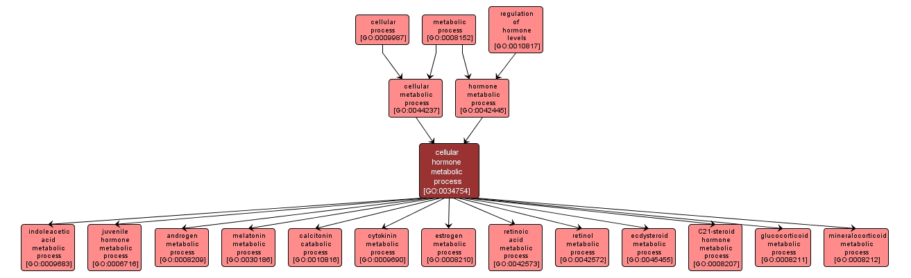 GO:0034754 - cellular hormone metabolic process (interactive image map)