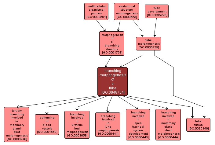 GO:0048754 - branching morphogenesis of a tube (interactive image map)