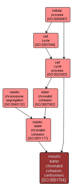 GO:0051754 - meiotic sister chromatid cohesion, centromeric (interactive image map)