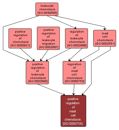 GO:0060754 - positive regulation of mast cell chemotaxis (interactive image map)