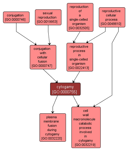 GO:0000755 - cytogamy (interactive image map)