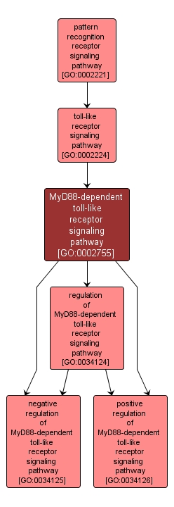 GO:0002755 - MyD88-dependent toll-like receptor signaling pathway (interactive image map)