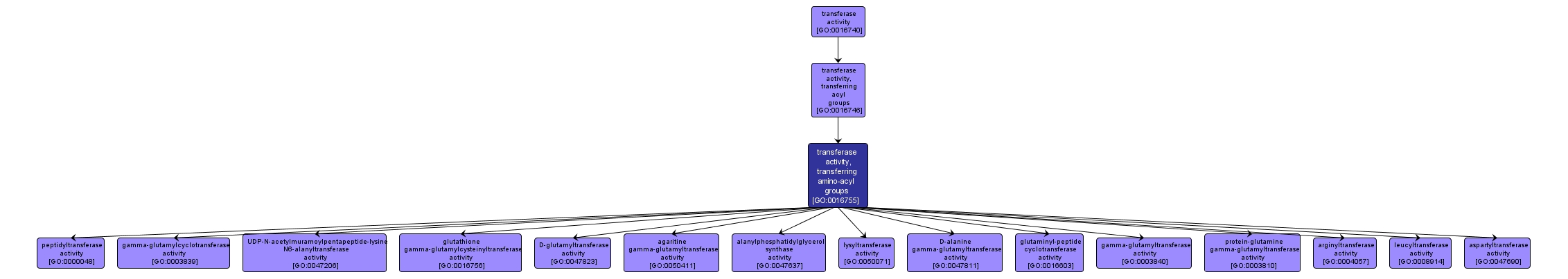 GO:0016755 - transferase activity, transferring amino-acyl groups (interactive image map)