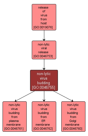 GO:0046755 - non-lytic virus budding (interactive image map)
