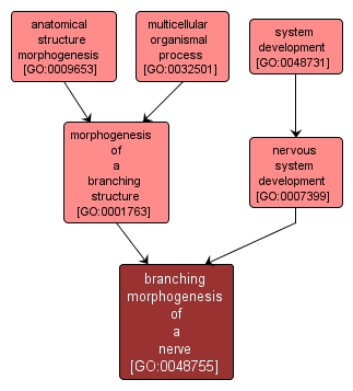 GO:0048755 - branching morphogenesis of a nerve (interactive image map)