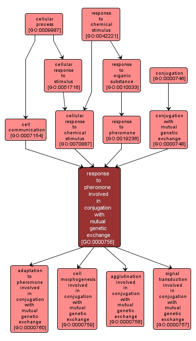 GO:0000756 - response to pheromone involved in conjugation with mutual genetic exchange (interactive image map)