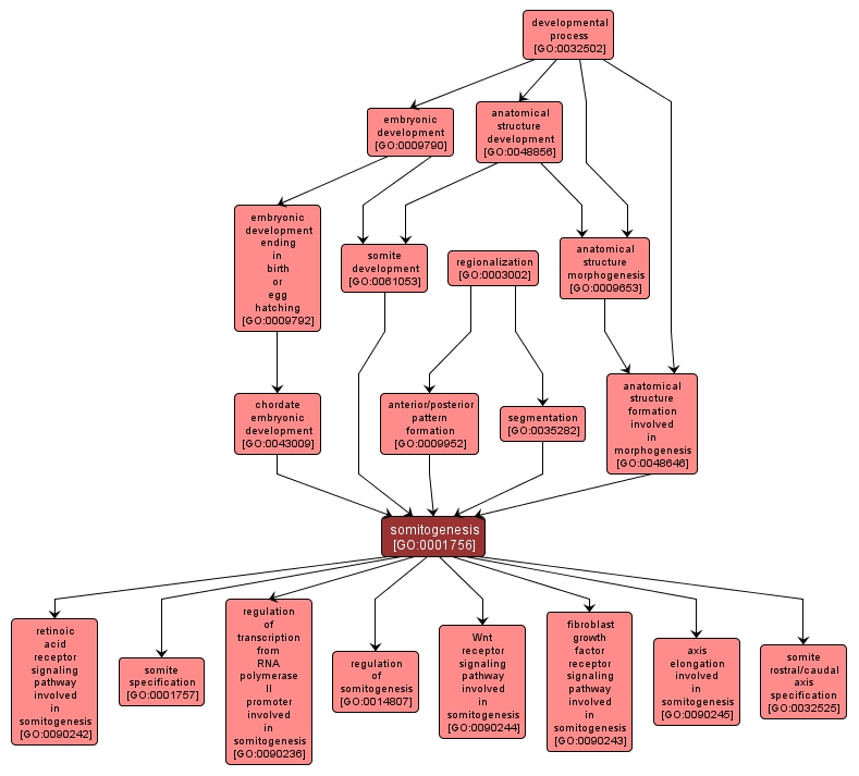 GO:0001756 - somitogenesis (interactive image map)