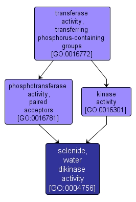 GO:0004756 - selenide, water dikinase activity (interactive image map)