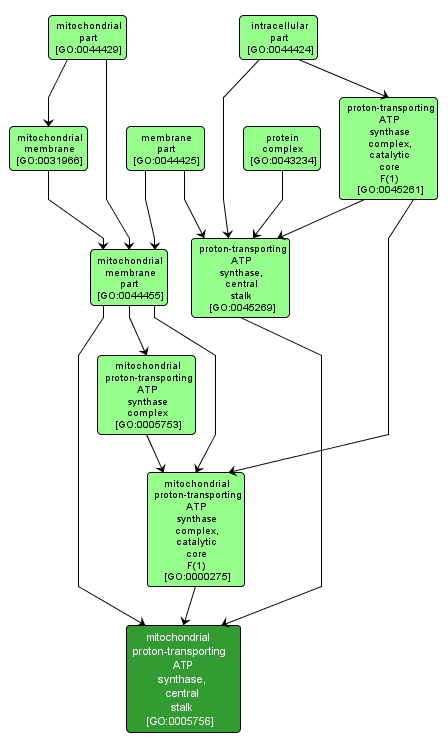 GO:0005756 - mitochondrial proton-transporting ATP synthase, central stalk (interactive image map)