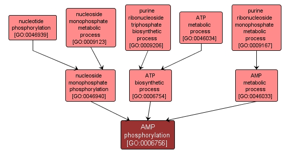GO:0006756 - AMP phosphorylation (interactive image map)