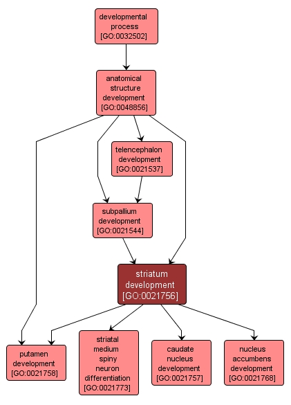 GO:0021756 - striatum development (interactive image map)