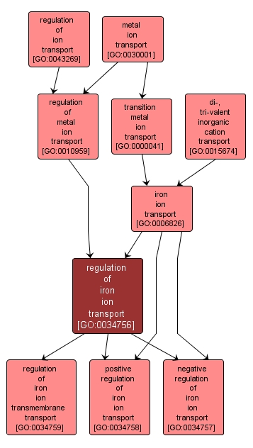 GO:0034756 - regulation of iron ion transport (interactive image map)