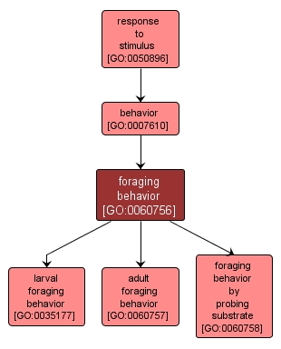 GO:0060756 - foraging behavior (interactive image map)
