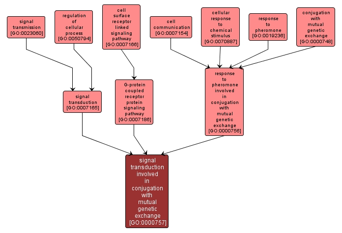 GO:0000757 - signal transduction involved in conjugation with mutual genetic exchange (interactive image map)