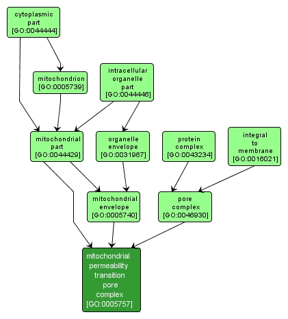 GO:0005757 - mitochondrial permeability transition pore complex (interactive image map)