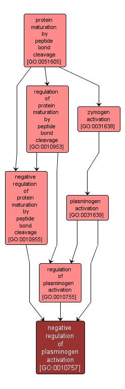 GO:0010757 - negative regulation of plasminogen activation (interactive image map)