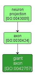 GO:0042757 - giant axon (interactive image map)