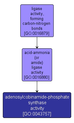 GO:0043757 - adenosylcobinamide-phosphate synthase activity (interactive image map)