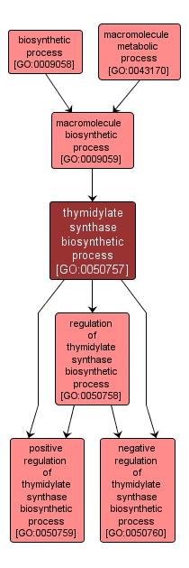 GO:0050757 - thymidylate synthase biosynthetic process (interactive image map)