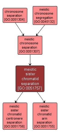 GO:0051757 - meiotic sister chromatid separation (interactive image map)