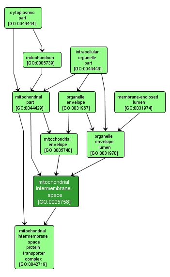 GO:0005758 - mitochondrial intermembrane space (interactive image map)
