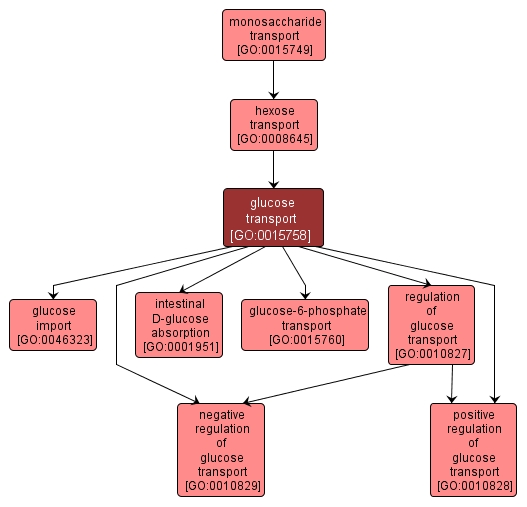 GO:0015758 - glucose transport (interactive image map)