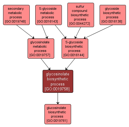 GO:0019758 - glycosinolate biosynthetic process (interactive image map)